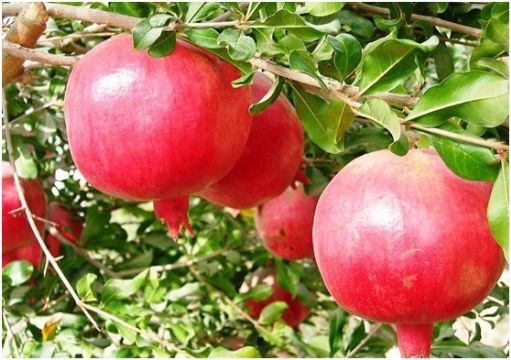 Pomegranate Extract 